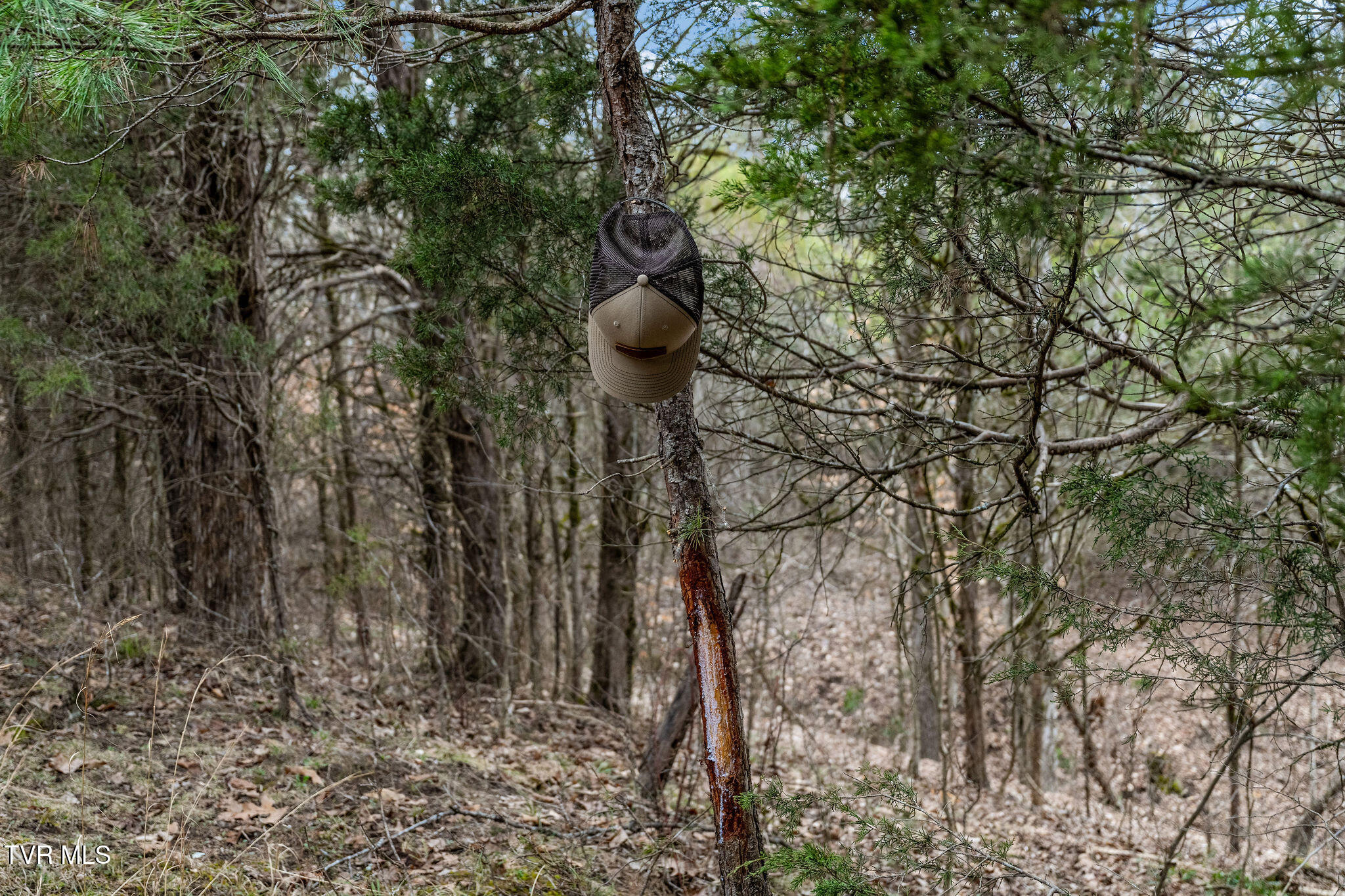 Tbd Smithtown Road Afton, TN 37616 - Photo 44 of 52 DSC03803