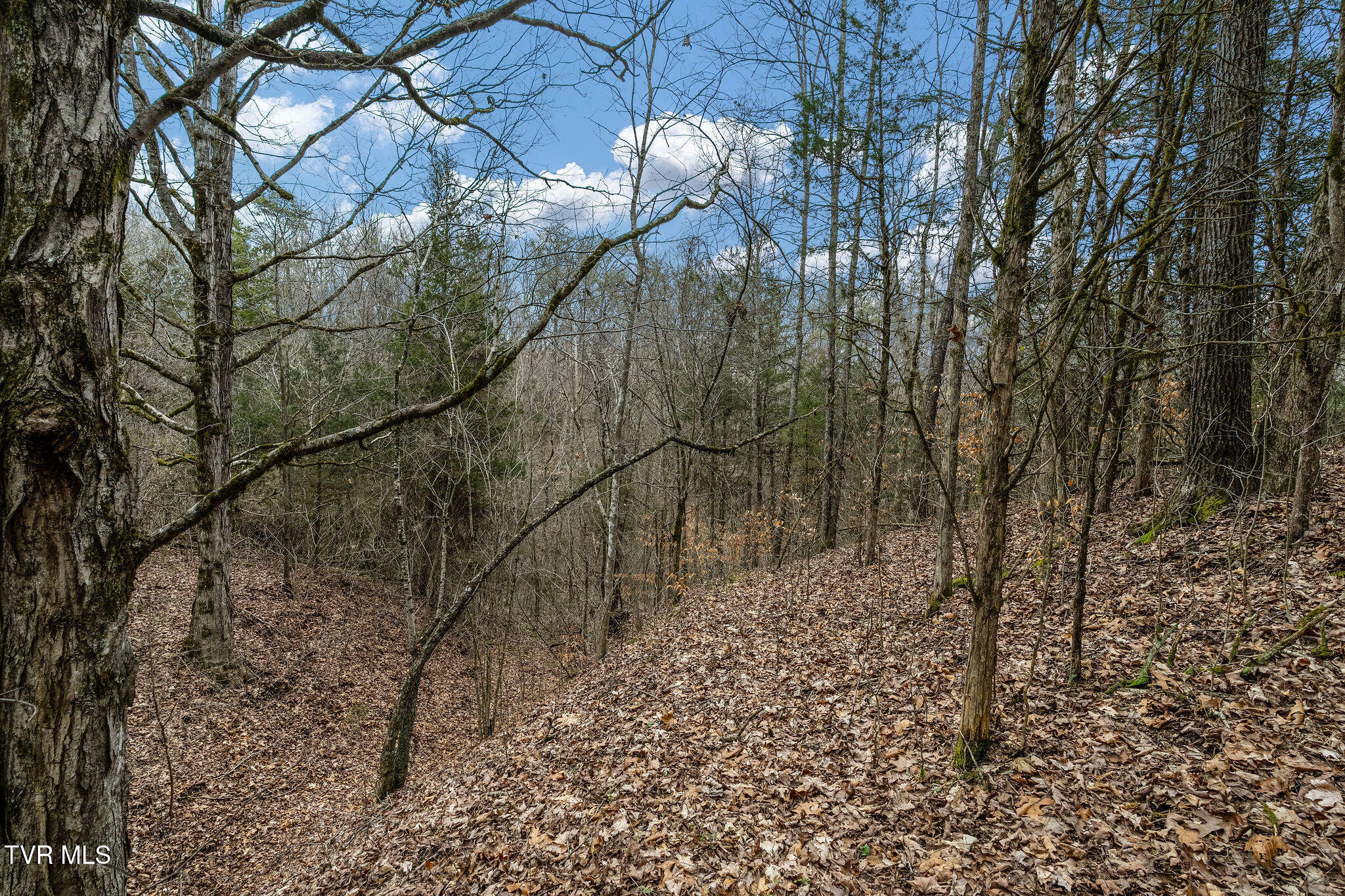 Tbd Smithtown Road Afton, TN 37616 - Photo 45 of 52 DSC03804