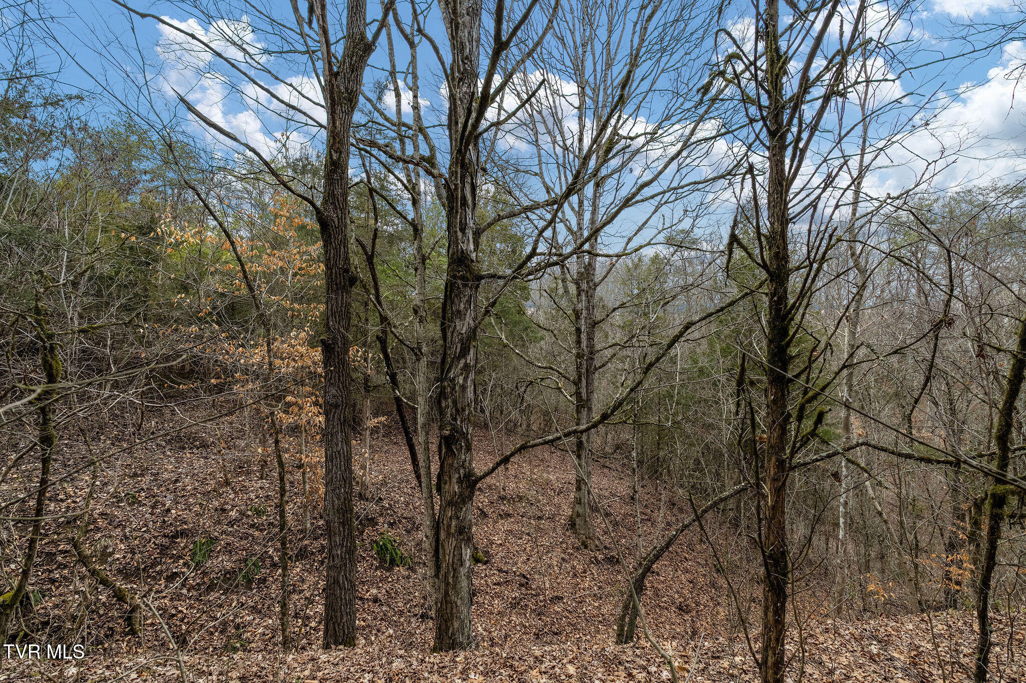 Tbd Smithtown Road Afton, TN 37616 - Photo 46 of 52 DSC03805