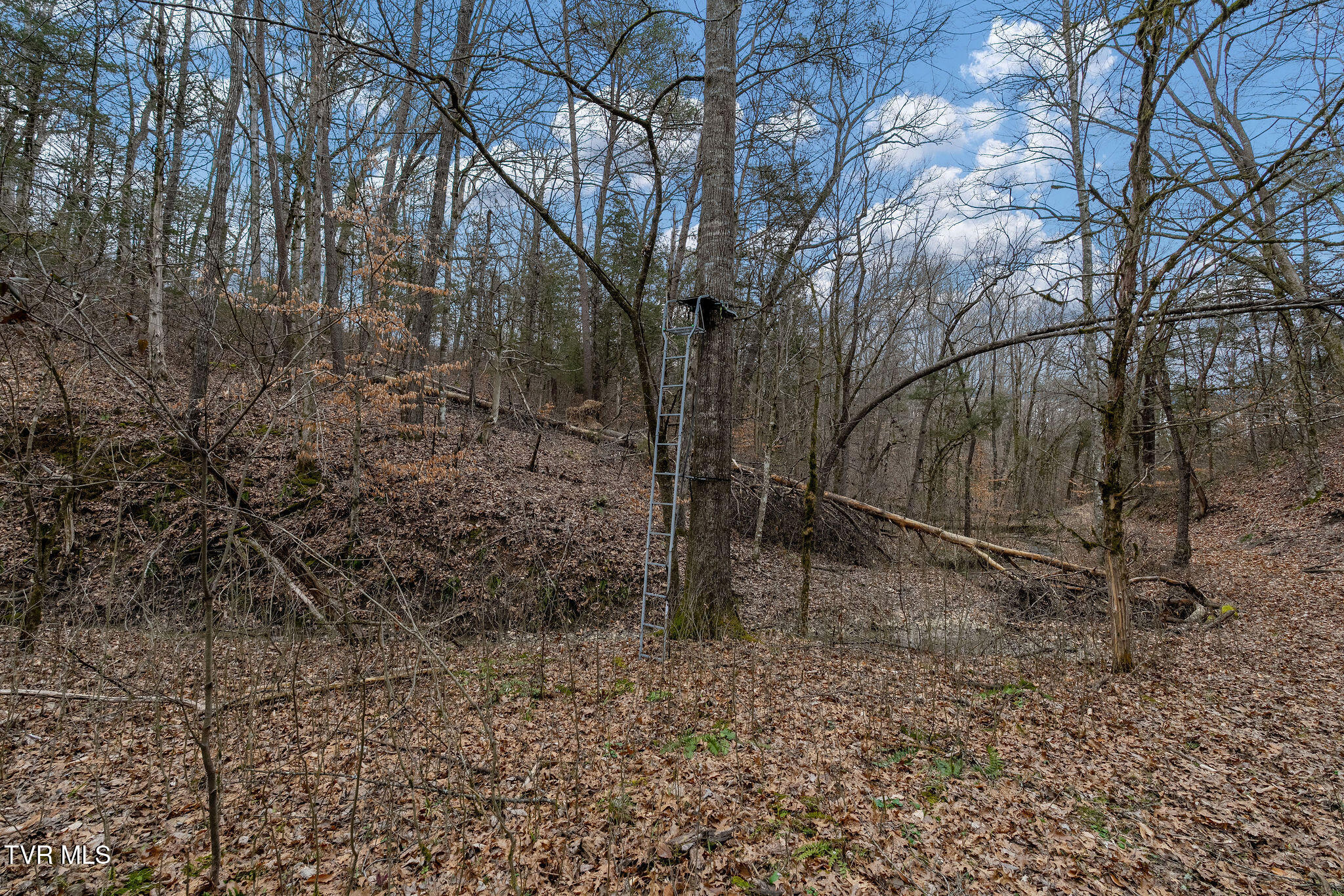 Tbd Smithtown Road Afton, TN 37616 - Photo 50 of 52 DSC03809