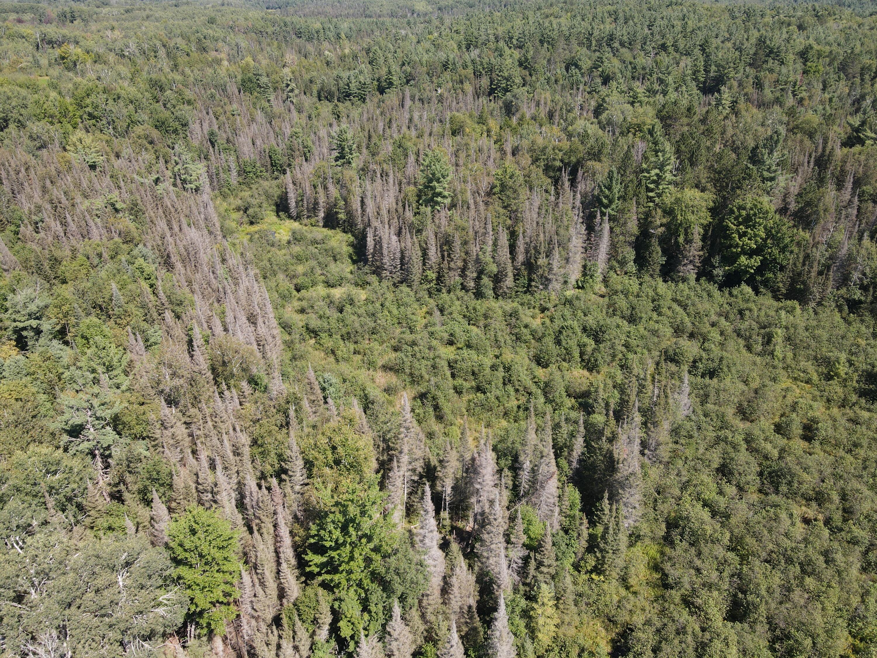 6720 Welch Road Curran, MI 48728 - Photo 116 of 155 DJI_0667