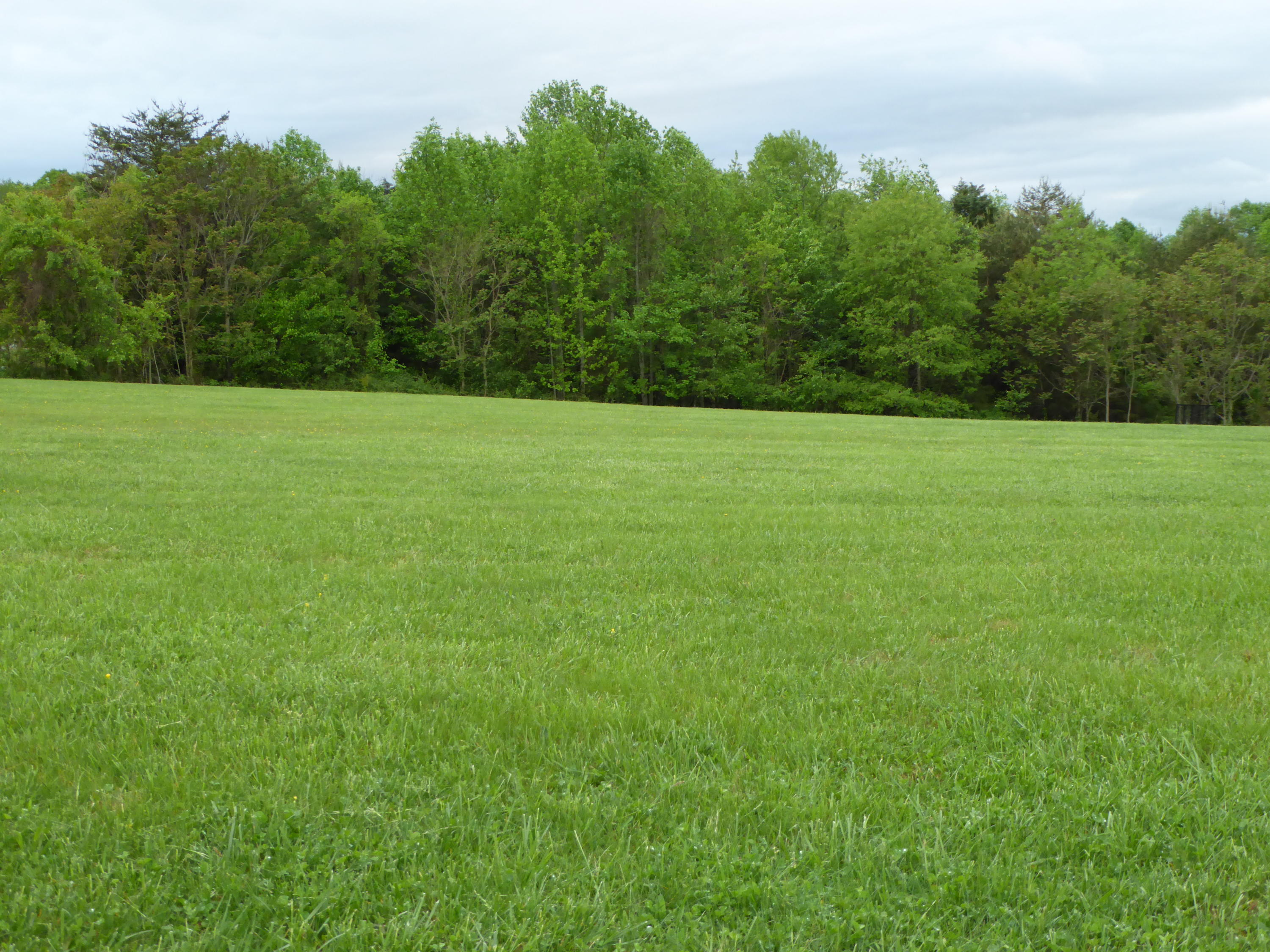 a view of a field of grass and trees