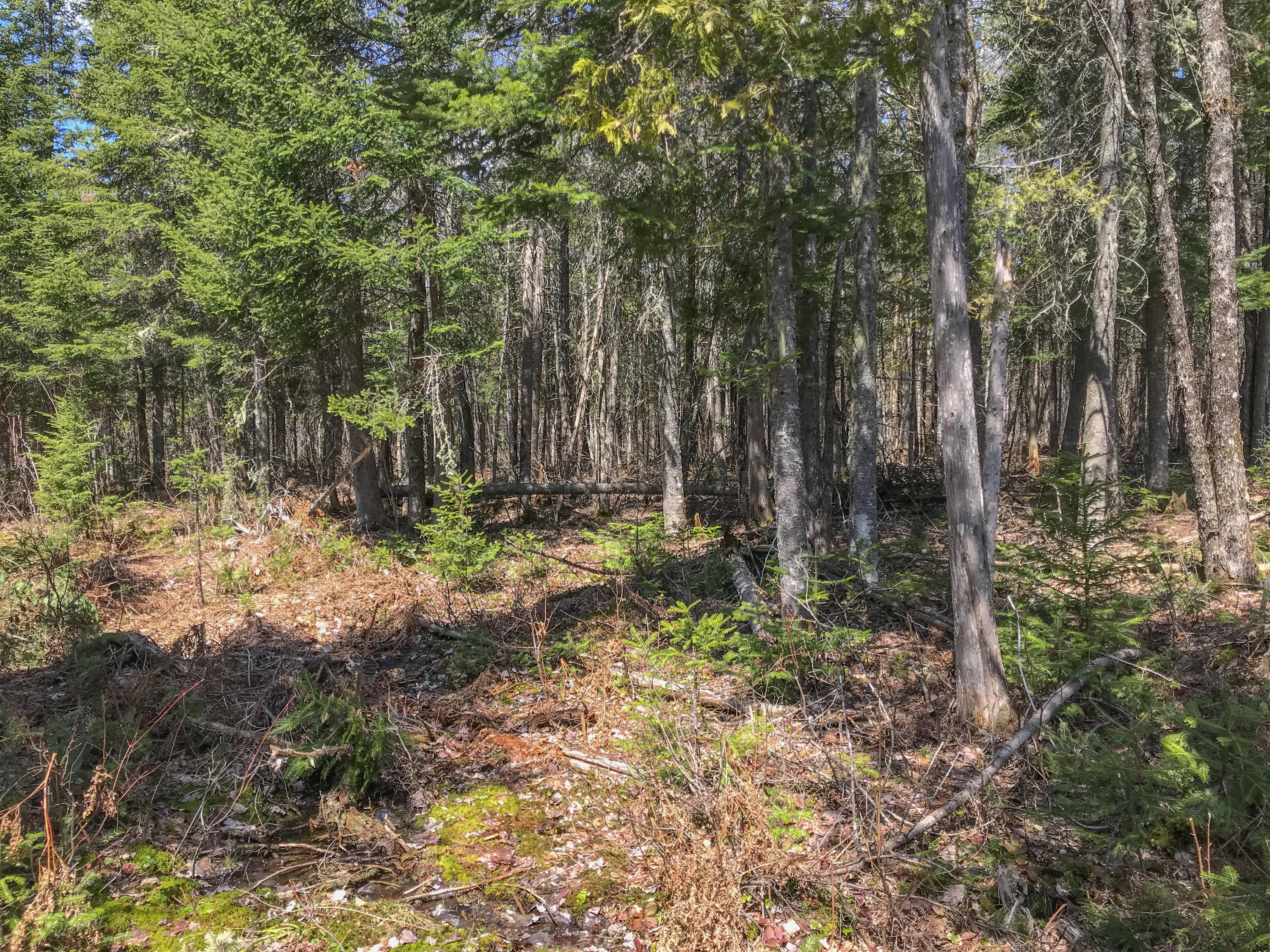 Lot 24 Fuller Road Easton, ME 04740 - Photo 24 of 29 Photo May 14, 11 11 53 AM