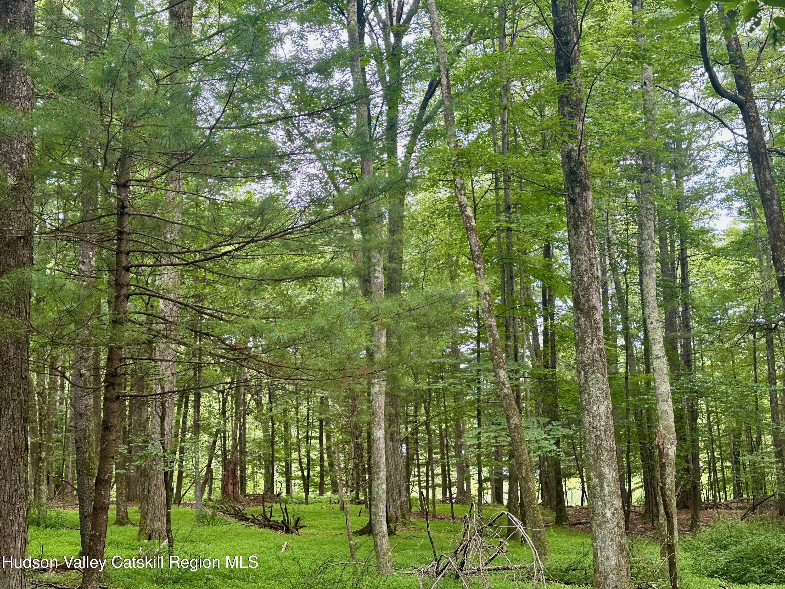 0 County Route 6 High Falls, NY 12440 - Photo 17 of 27 a view of a garden