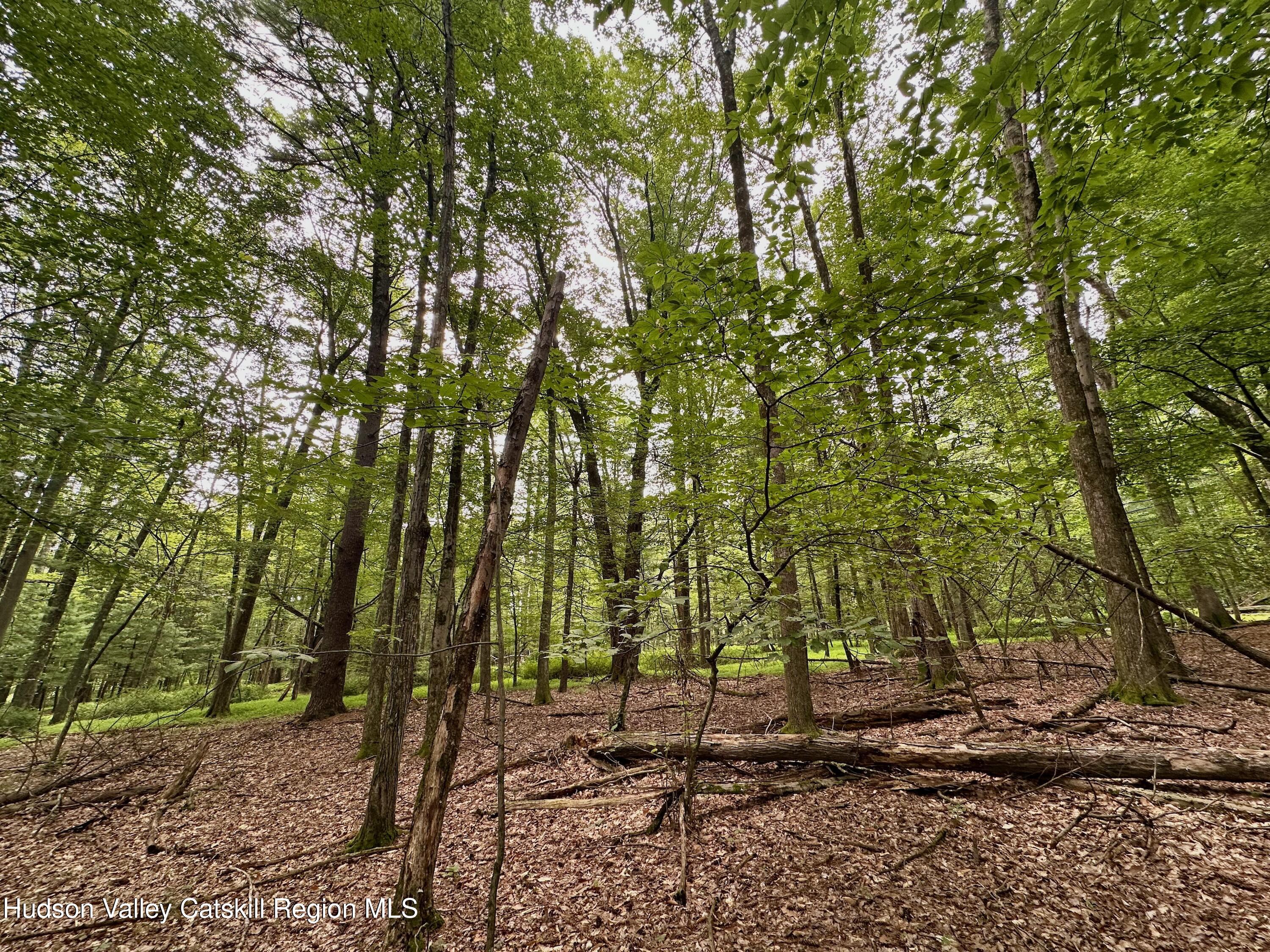 0 County Route 6 High Falls, NY 12440 - Photo 20 of 27 a backyard of a house with lots of green space