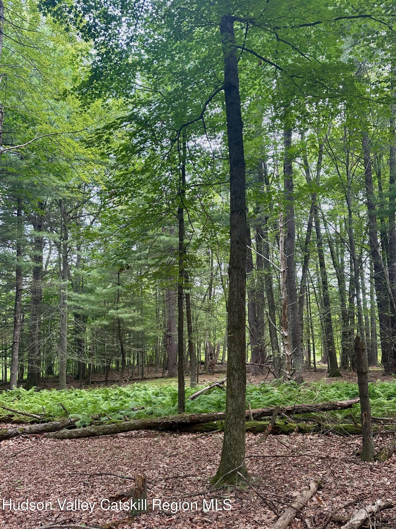 0 County Route 6 High Falls, NY 12440 - Photo 24 of 27 a view of a forest filled with trees and trees