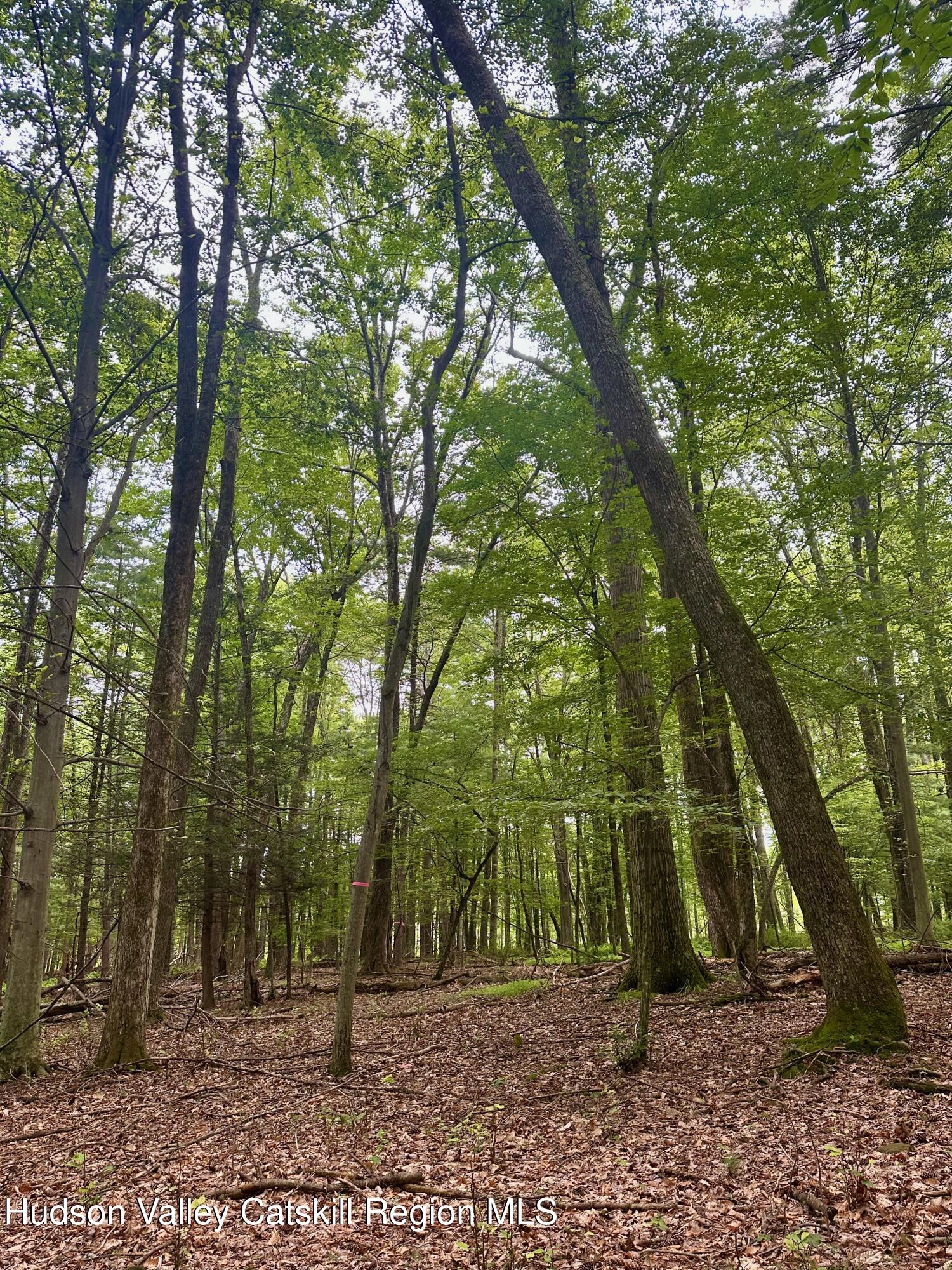 0 County Route 6 High Falls, NY 12440 - Photo 5 of 27 a view of a backyard