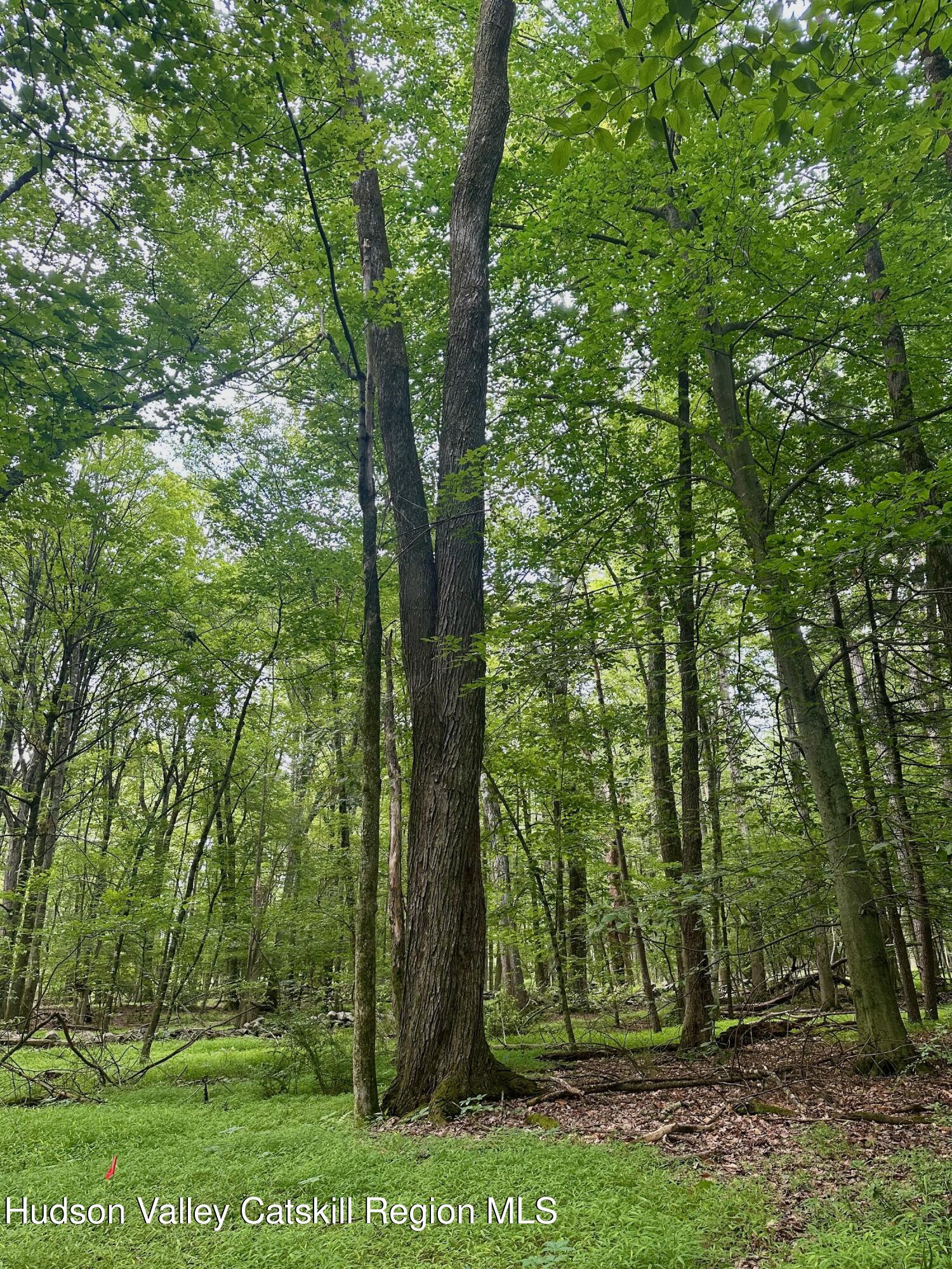0 County Route 6 High Falls, NY 12440 - Photo 6 of 27 a view of a forest