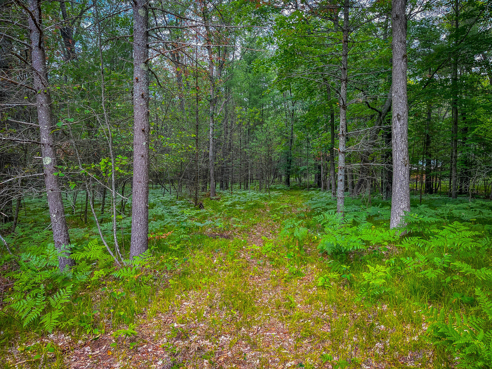 4085 South Cedar Road Chase, MI 49623 - Photo 34 of 41 IMG_9085