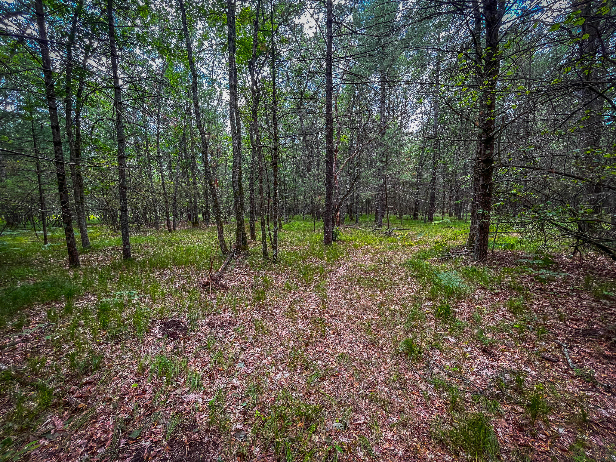 4085 South Cedar Road Chase, MI 49623 - Photo 35 of 41 IMG_9088