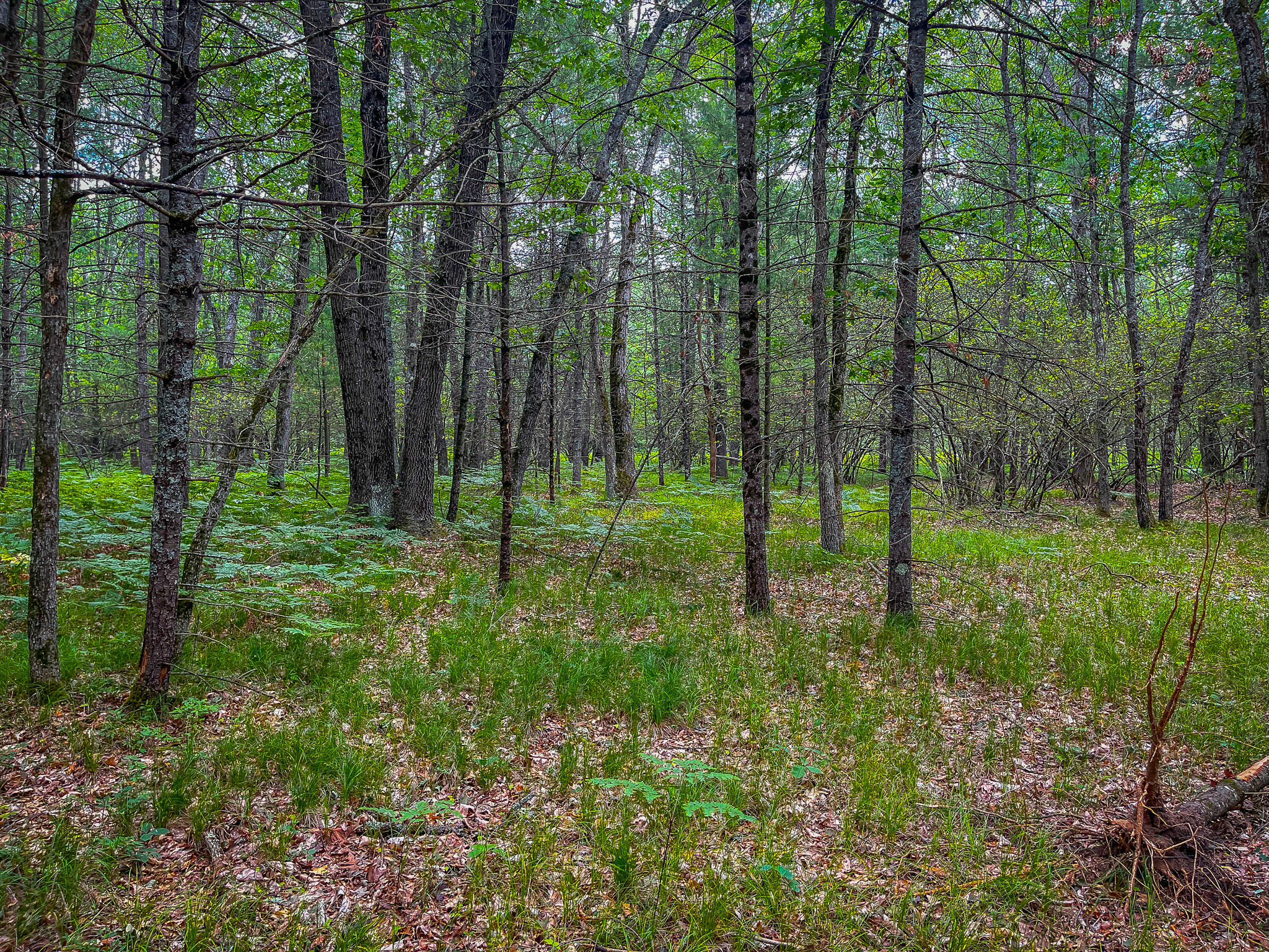 4085 South Cedar Road Chase, MI 49623 - Photo 36 of 41 IMG_9089