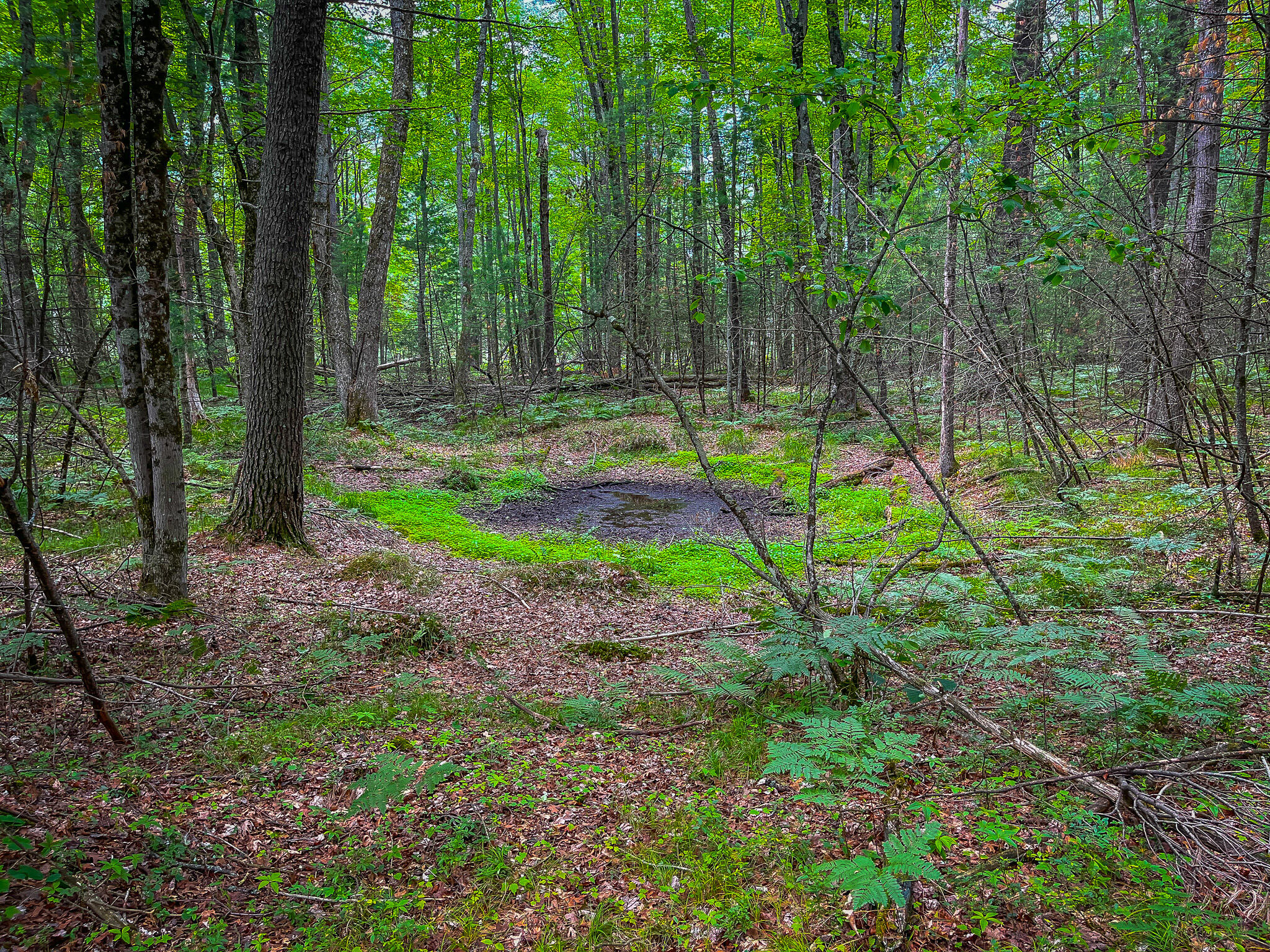 4085 South Cedar Road Chase, MI 49623 - Photo 39 of 41 IMG_9094