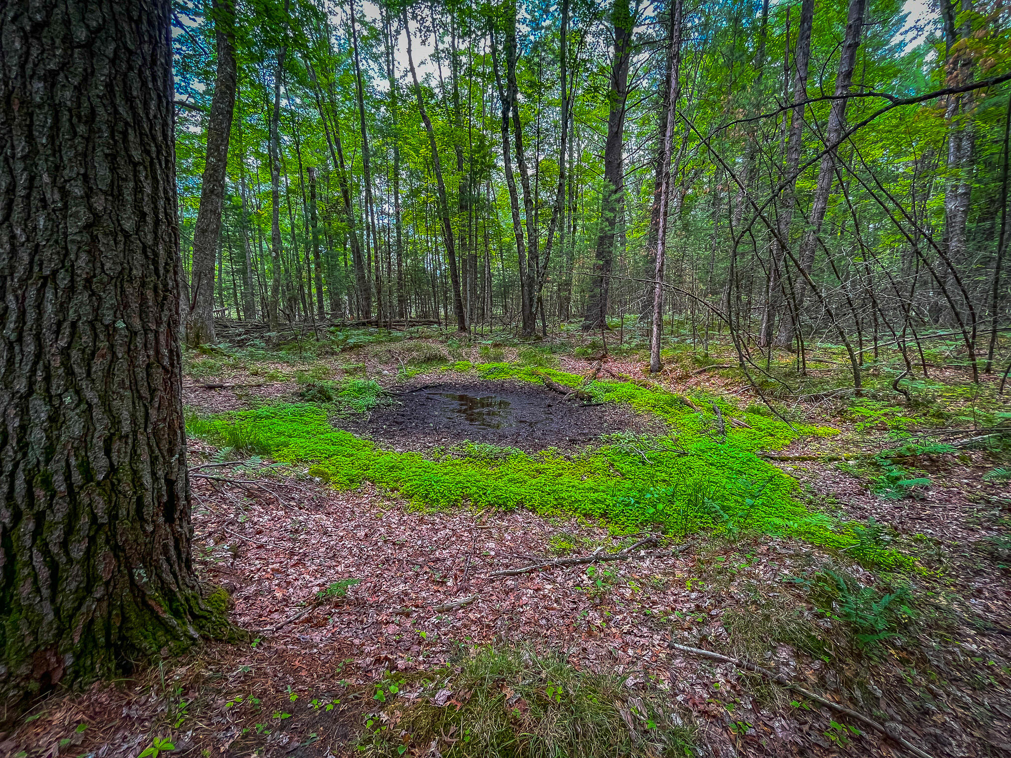 4085 South Cedar Road Chase, MI 49623 - Photo 41 of 41 IMG_9096
