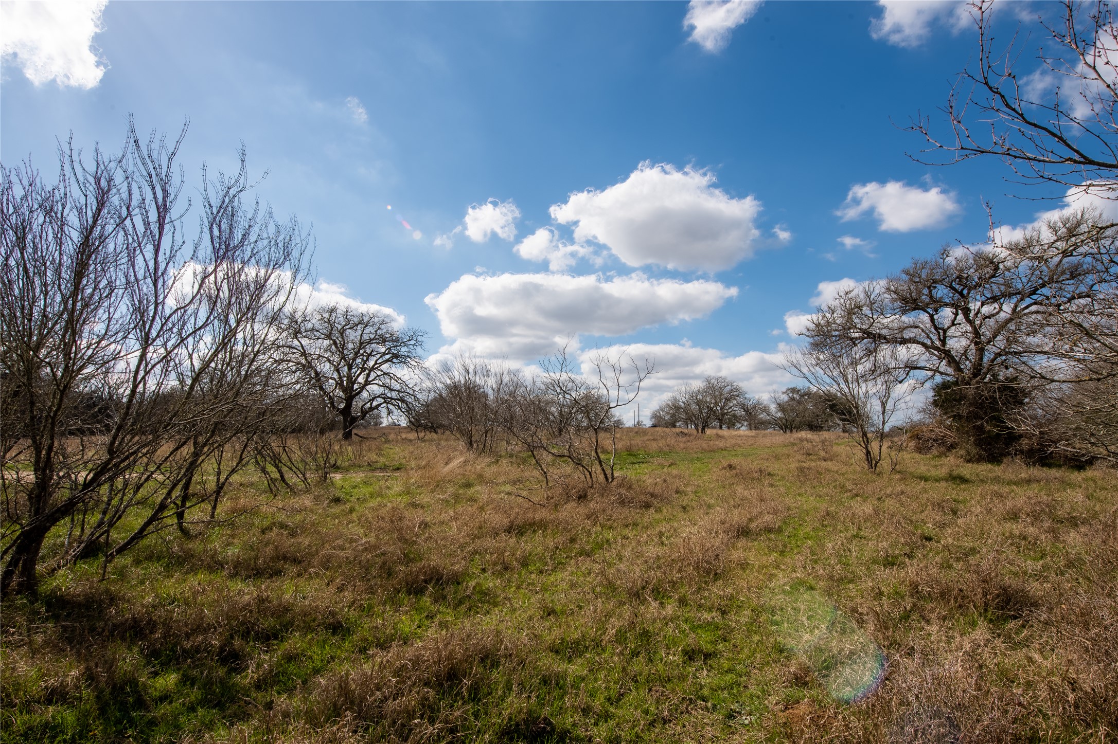Tbd Tbd New Moon Court Red Rock, TX 78662 - Photo 14 of 19 a view of a dry yard with trees