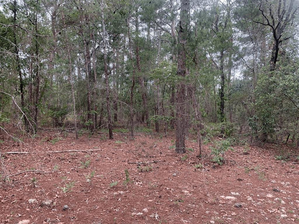 0 Citrus Street Interlachen, FL 32148 - Photo 1 of 2 a view of a forest with trees in the background