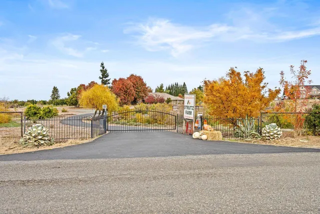 a view of a tree with plants in front of it