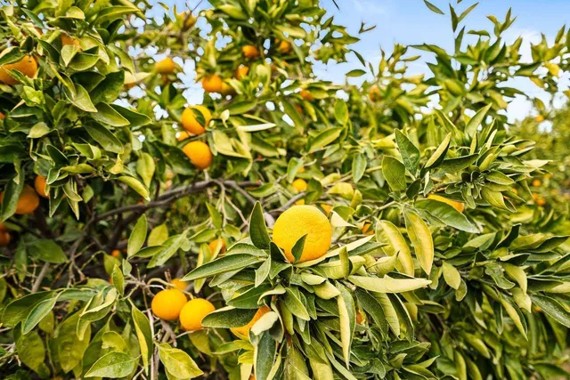 $1,749,000 | 13751 Indio Drive, Sloughhouse, CA 95683