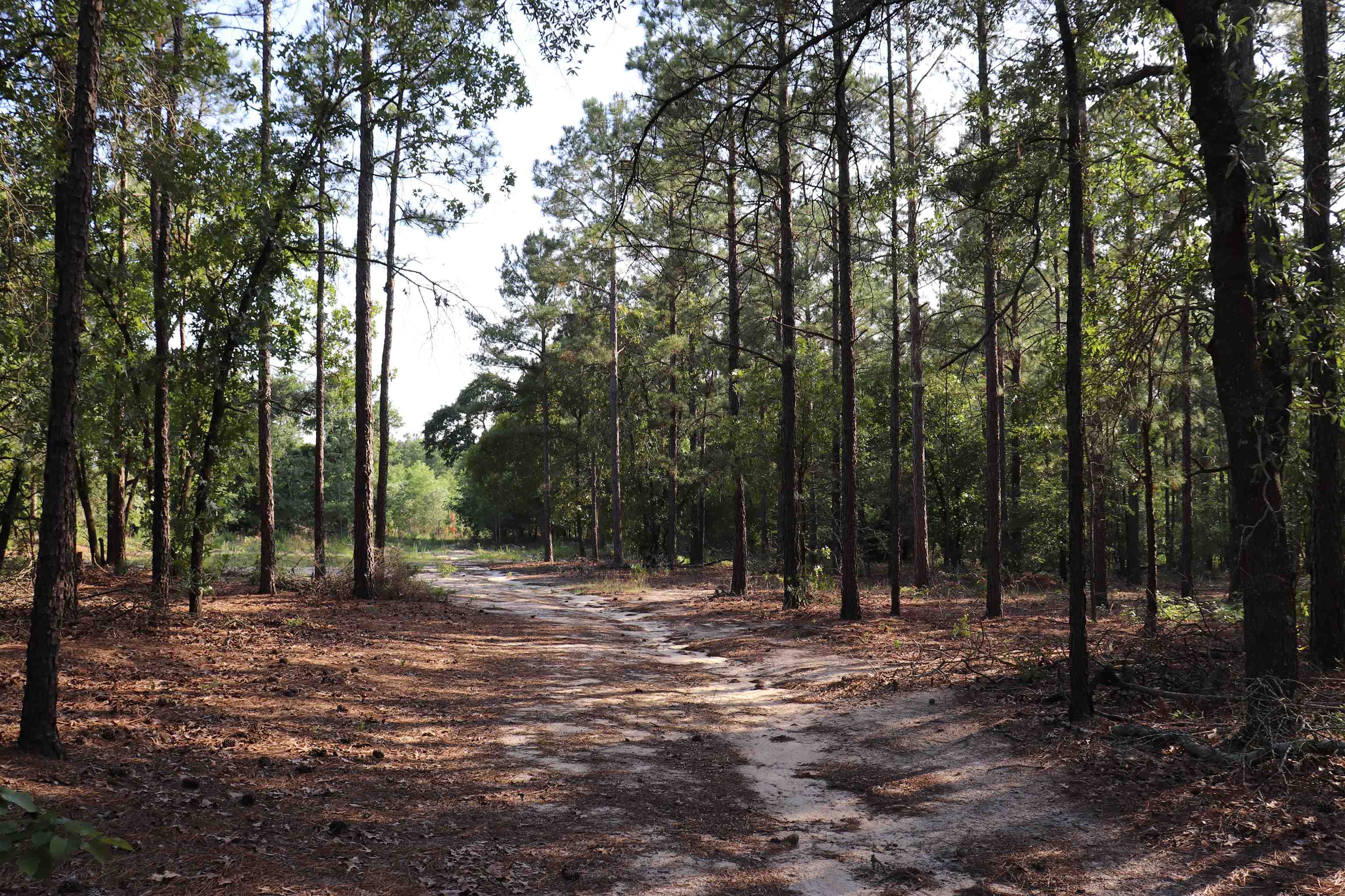 2631 Charlie Johnson Road Bethune, SC 29009 - Photo 22 of 29