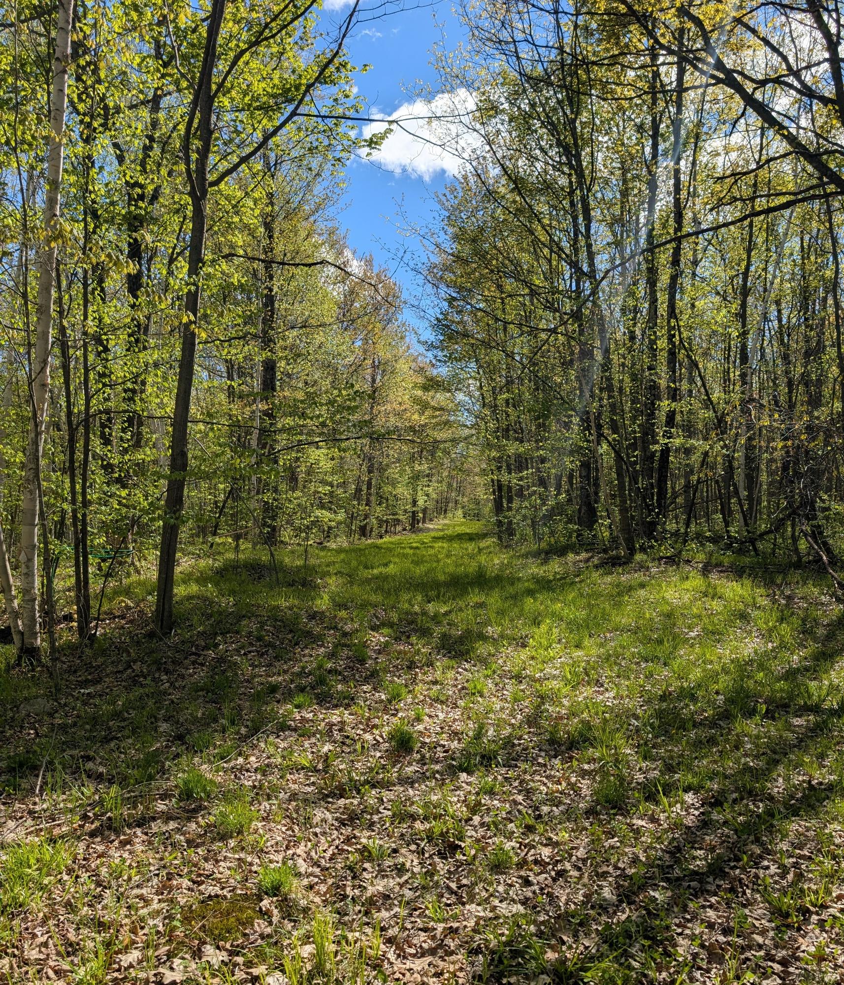 0 Spring Road Ogema, WI 54459 - Photo 10 of 52 Gallery Image 10