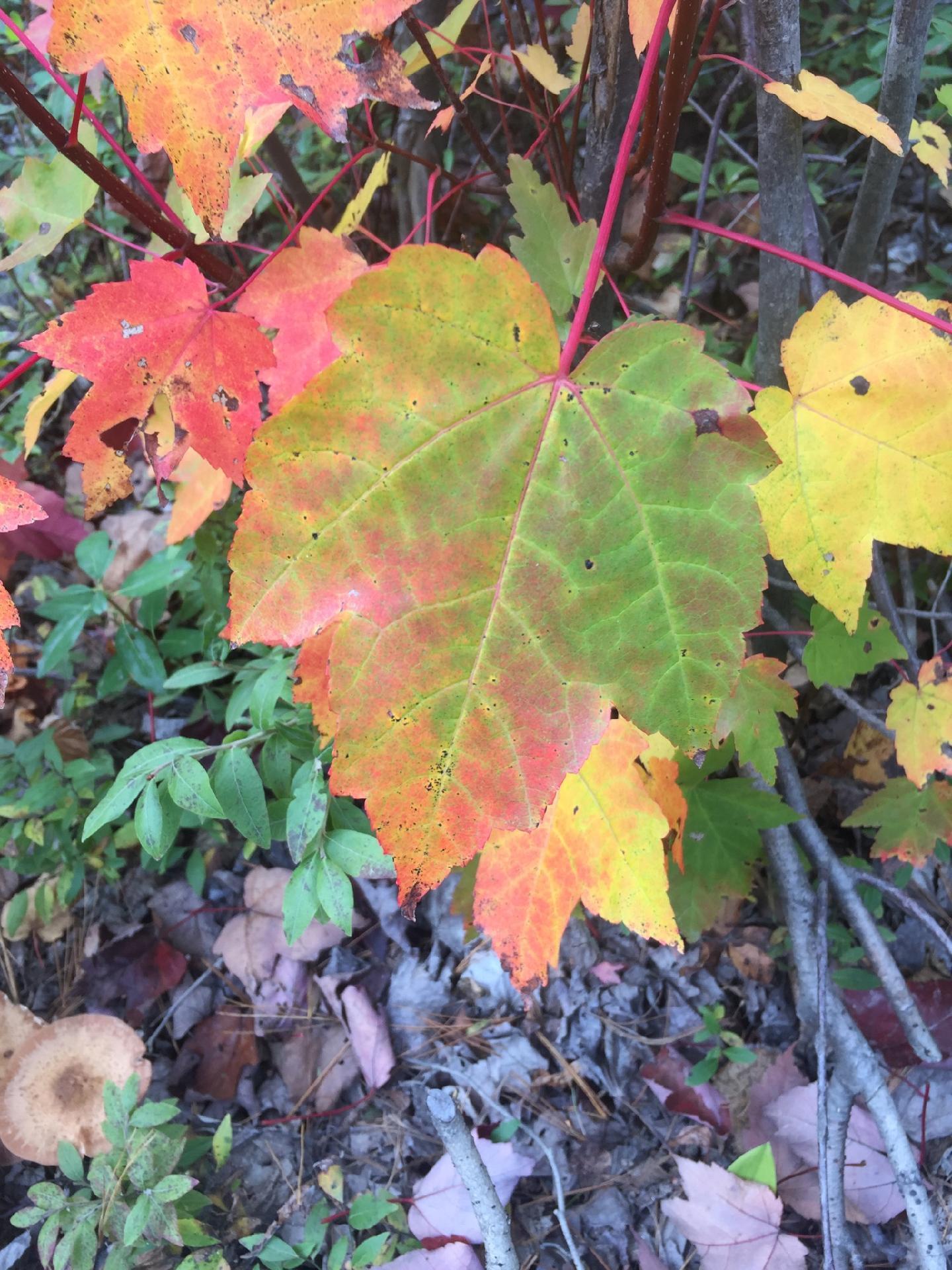 1031 Deep Cove Road Millinocket, ME 04462 - Photo 89 of 99 IMG_20230624_091402