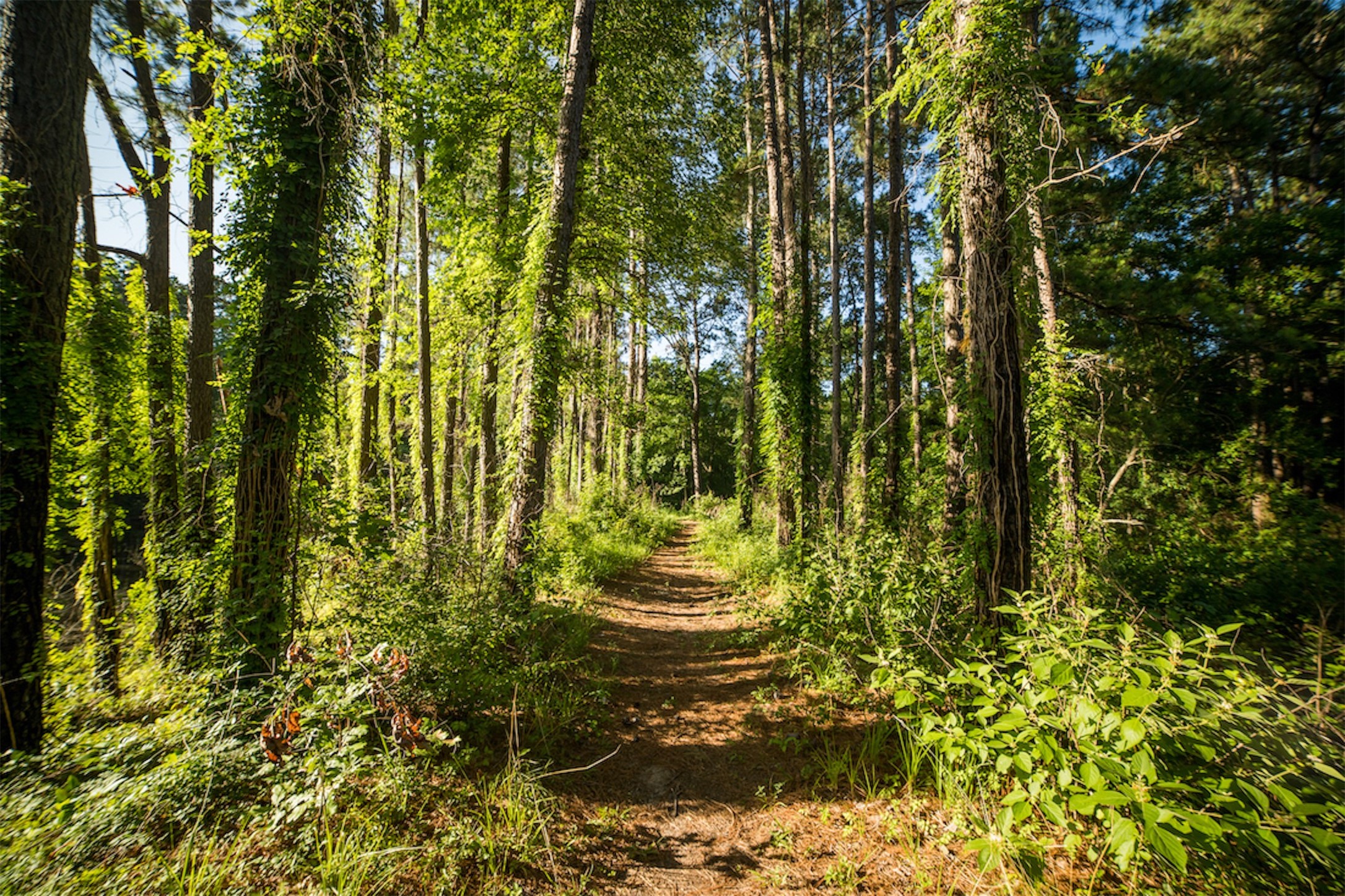 11-29-34 Grey Feather Road Huntsville, TX 77340 - Photo 21 of 26