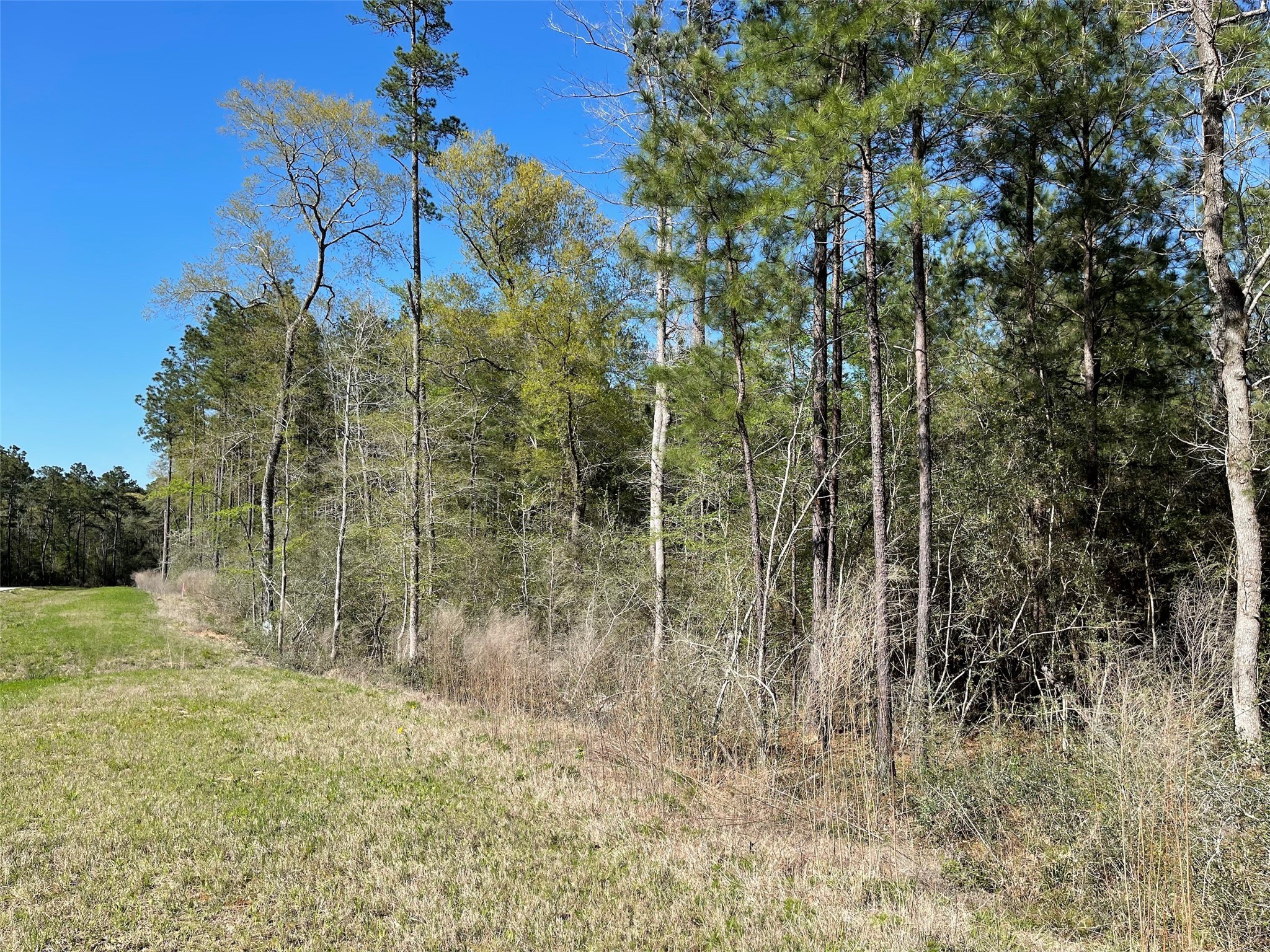 11-29-34 Grey Feather Road Huntsville, TX 77340 - Photo 4 of 26 a view of a yard with a tree