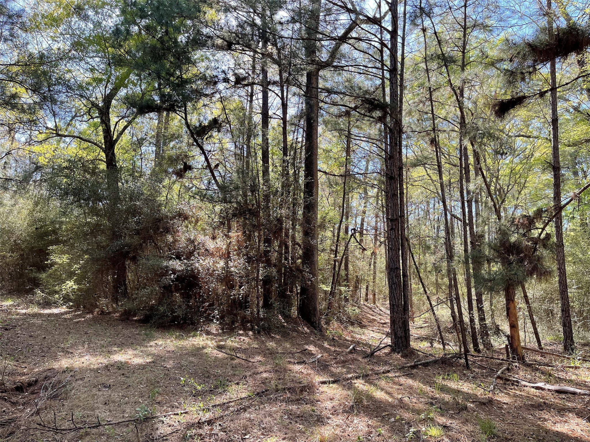 11-29-34 Grey Feather Road Huntsville, TX 77340 - Photo 5 of 26 a view of a backyard of the house