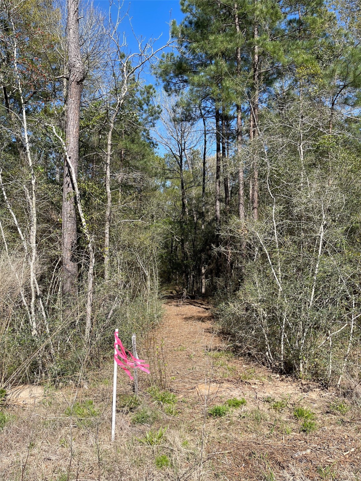 11-29-34 Grey Feather Road Huntsville, TX 77340 - Photo 6 of 26 a view of a pathway with a yard