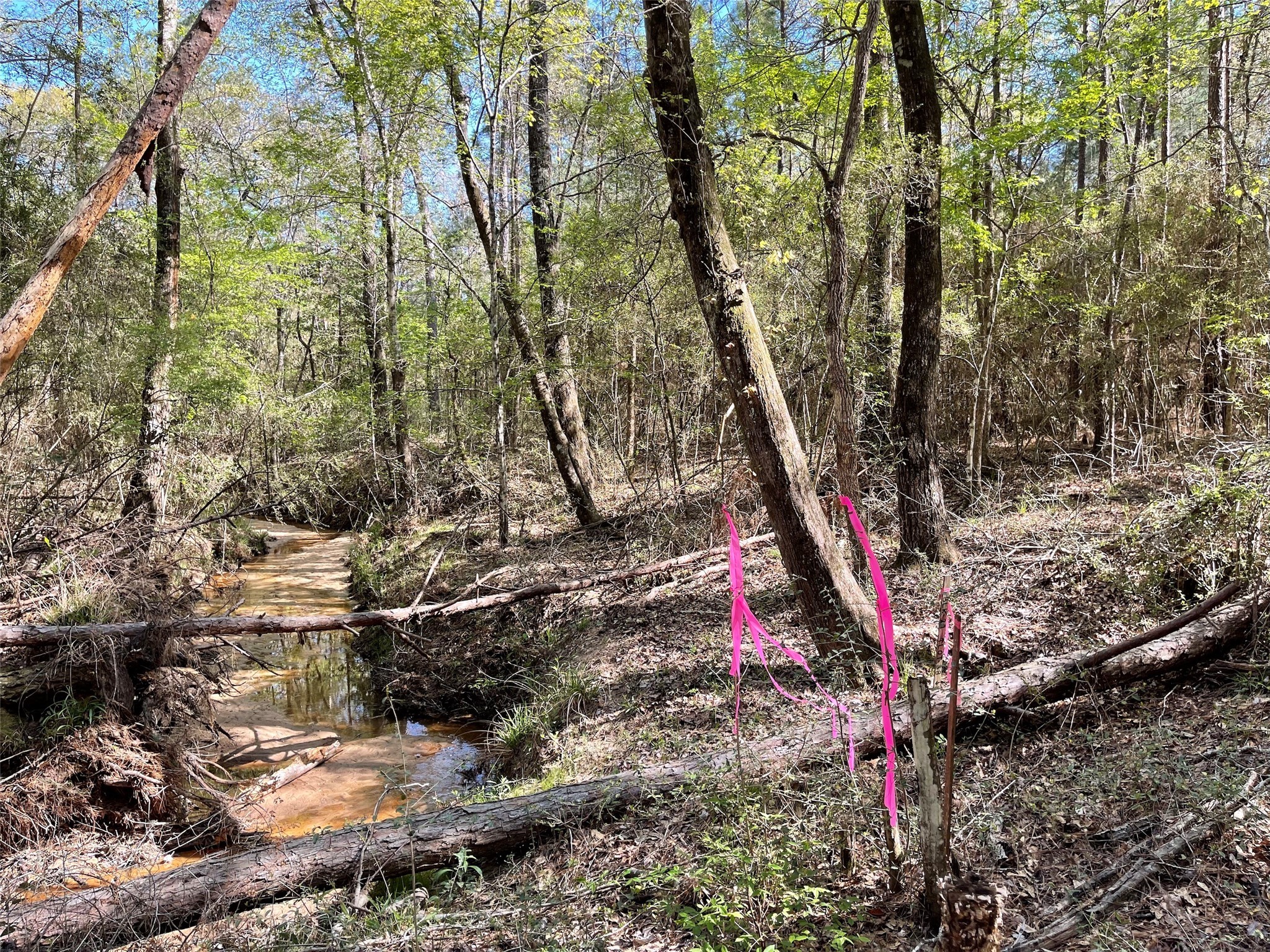 11-29-34 Grey Feather Road Huntsville, TX 77340 - Photo 7 of 26 a backyard of a house with lots of green space