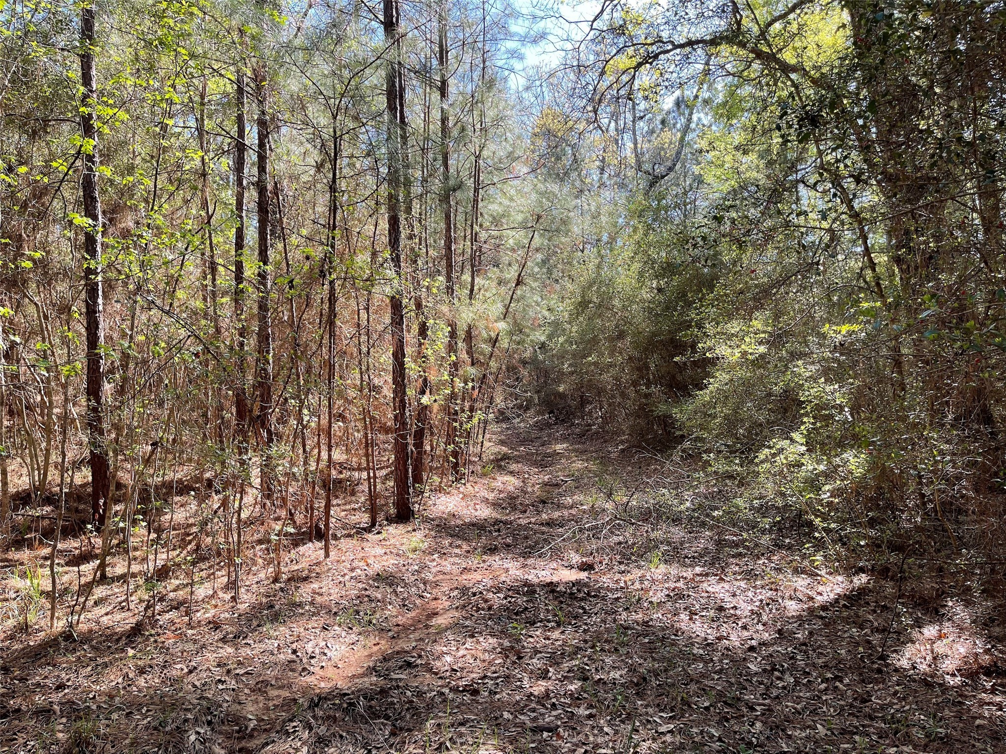 11-29-34 Grey Feather Road Huntsville, TX 77340 - Photo 8 of 26 a view of a yard with trees