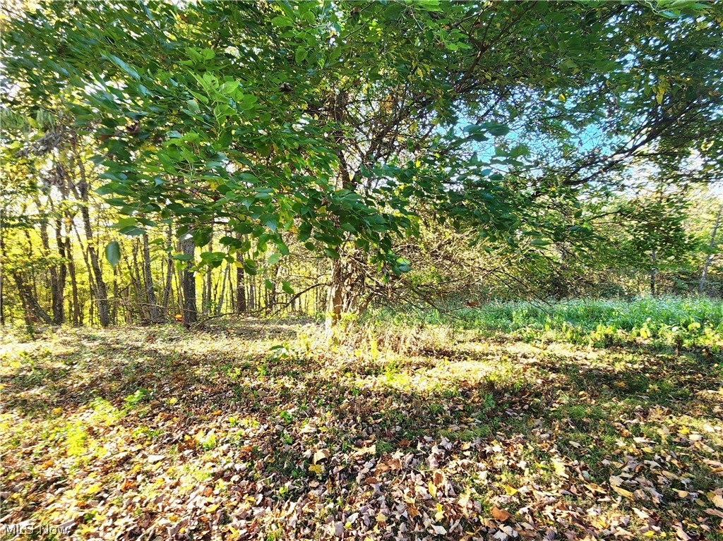 2465 South Elliott Road Stockport, OH 43787 - Photo 27 of 27 View of local wilderness