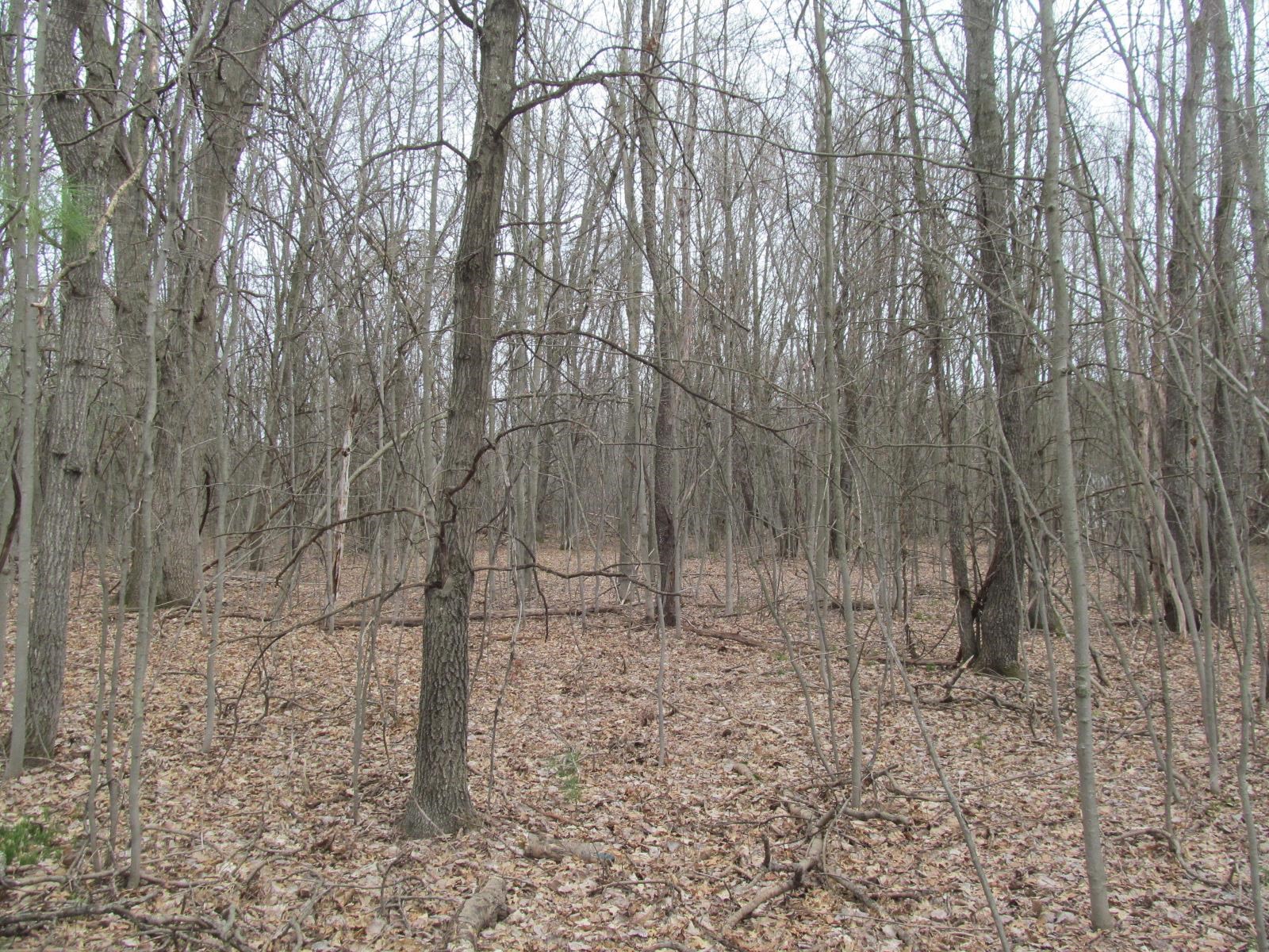 Lot 25 River Wood Road, Unit RIVER WOODS ESTATES #2 LO Lake City, MI 49651 - Photo 5 of 6