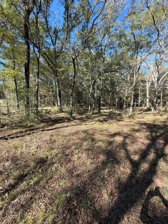 a view of dirt yard with a large tree