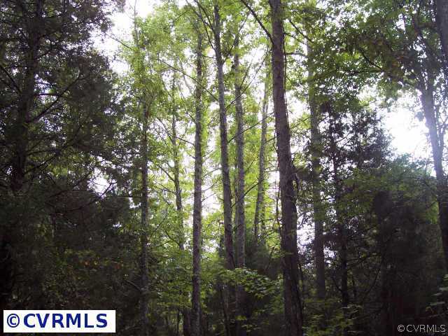 Other - Tall hardwoods, pines, & cedar trees grow