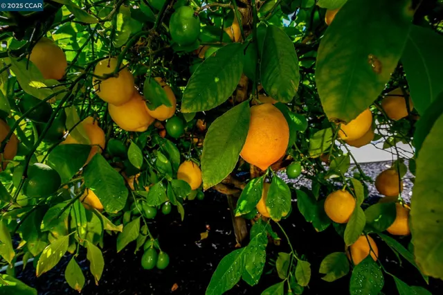 a couple of plants and trees in a backyard