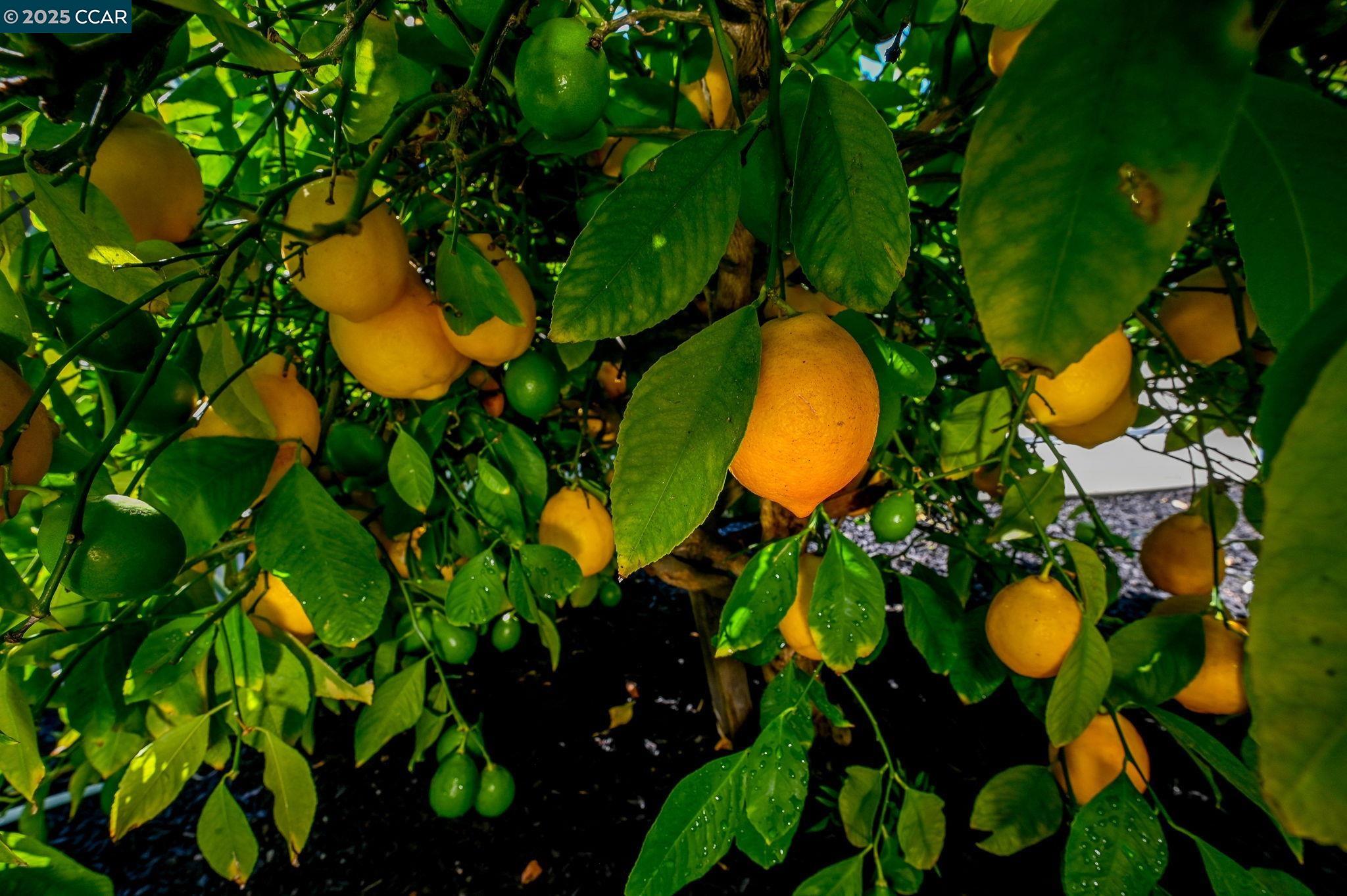 1096 Mountain View Boulevard Walnut Creek, CA 94596 - Photo 39 of 49 an aerial view of a residential houses with swimming pool and garden space