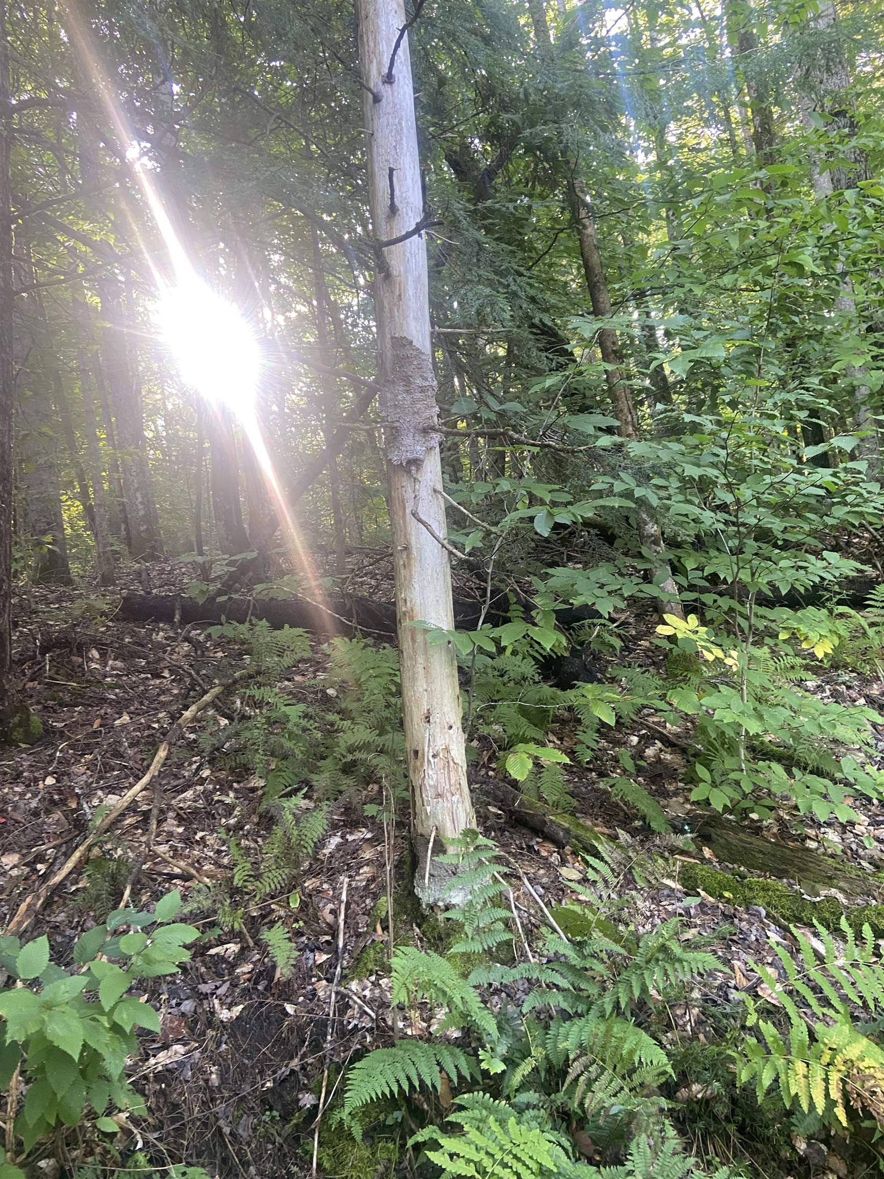 1138 S Road Peru, VT 05152 - Photo 2 of 5