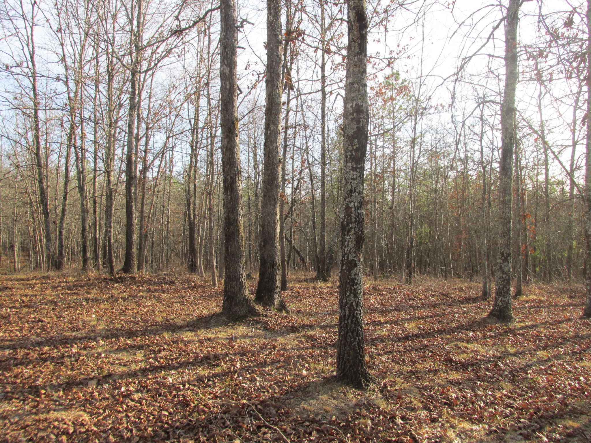 113 Kenneth Davis Road Deer Lodge, TN 37726 - Photo 30 of 34 Gallery Image 30
