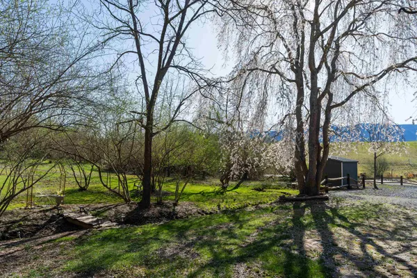 a view of a park with large trees