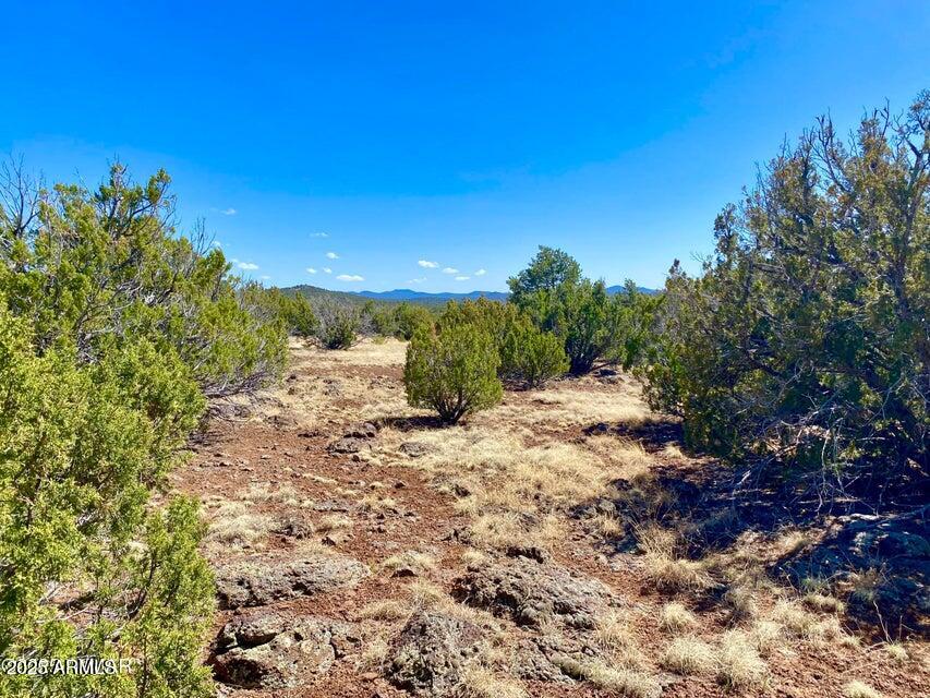 74 County Road 8056, Unit 152 Show Low, AZ 85901 - Photo 11 of 20 a view of a yard with plants and a tree