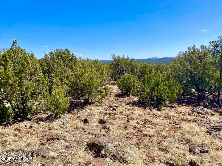 74 County Road 8056, Unit 152 Show Low, AZ 85901 - Photo 12 of 20 a view of a yard with a tree