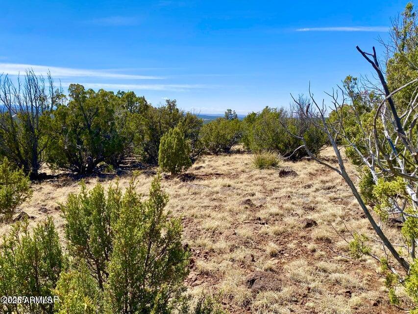 74 County Road 8056, Unit 152 Show Low, AZ 85901 - Photo 13 of 20 a view of a yard with a tree