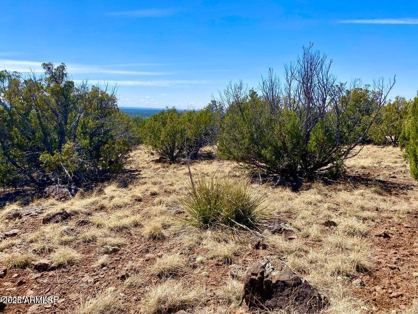 74 County Road 8056, Unit 152 Show Low, AZ 85901 - Photo 14 of 20 a view of a yard with a tree