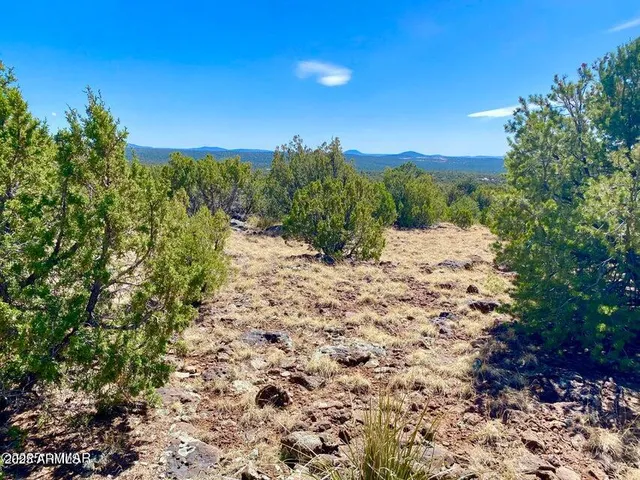 a view of a dry yard with trees in the background