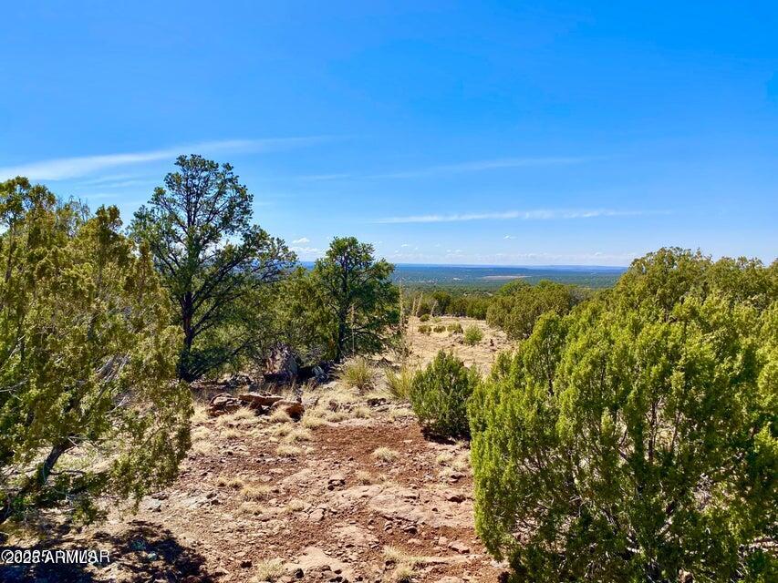 74 County Road 8056, Unit 152 Show Low, AZ 85901 - Photo 19 of 20 a view of a yard with a tree