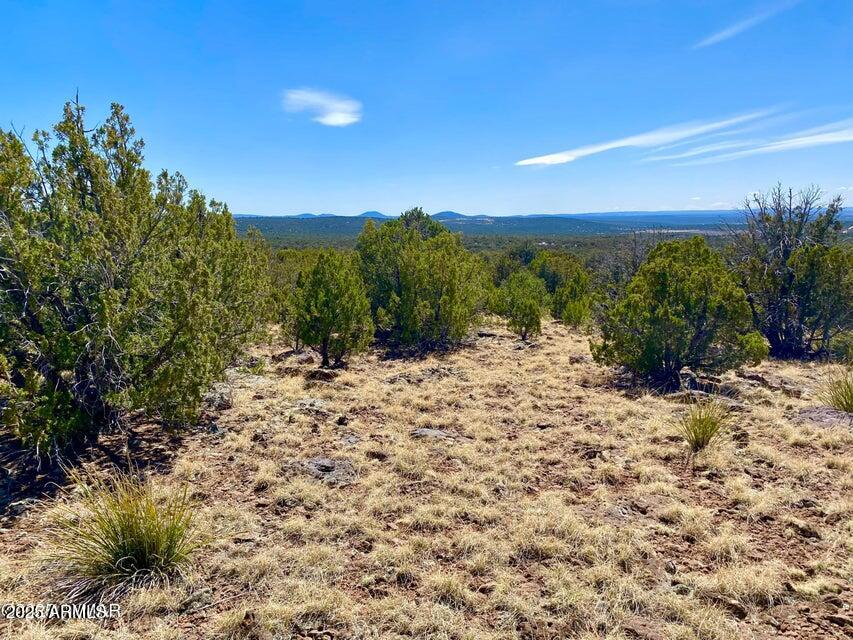 74 County Road 8056, Unit 152 Show Low, AZ 85901 - Photo 20 of 20 a view of a yard with a tree