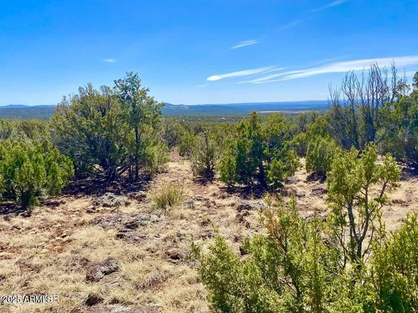 a view of a yard with plants and large trees