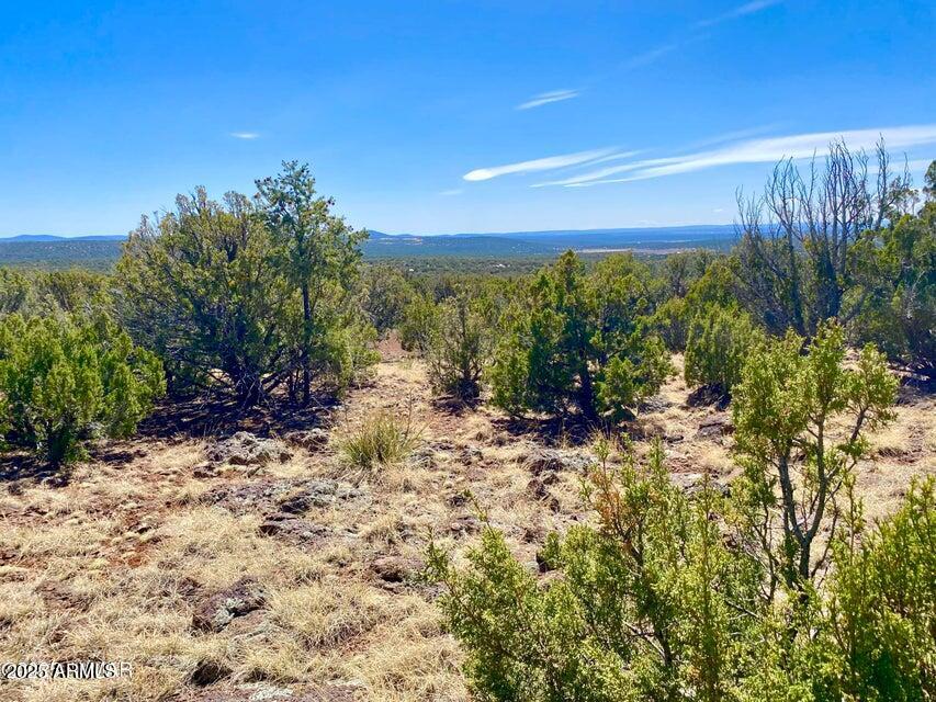 74 County Road 8056, Unit 152 Show Low, AZ 85901 - Photo 4 of 20 a view of a yard with plants and large trees