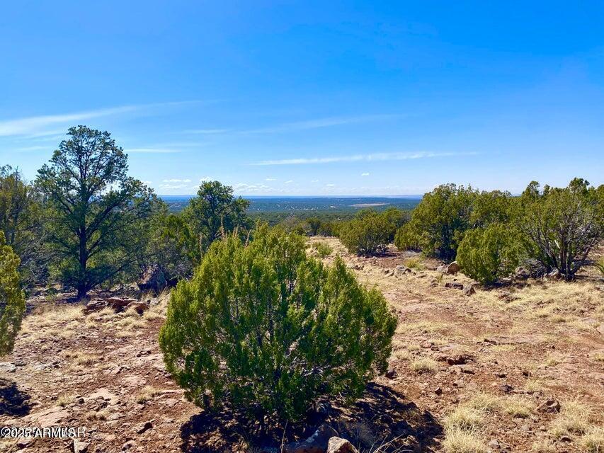 74 County Road 8056, Unit 152 Show Low, AZ 85901 - Photo 6 of 20 a view of a field with plants and trees