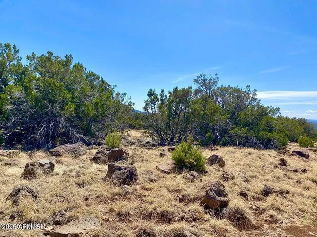 a view of a yard with a tree